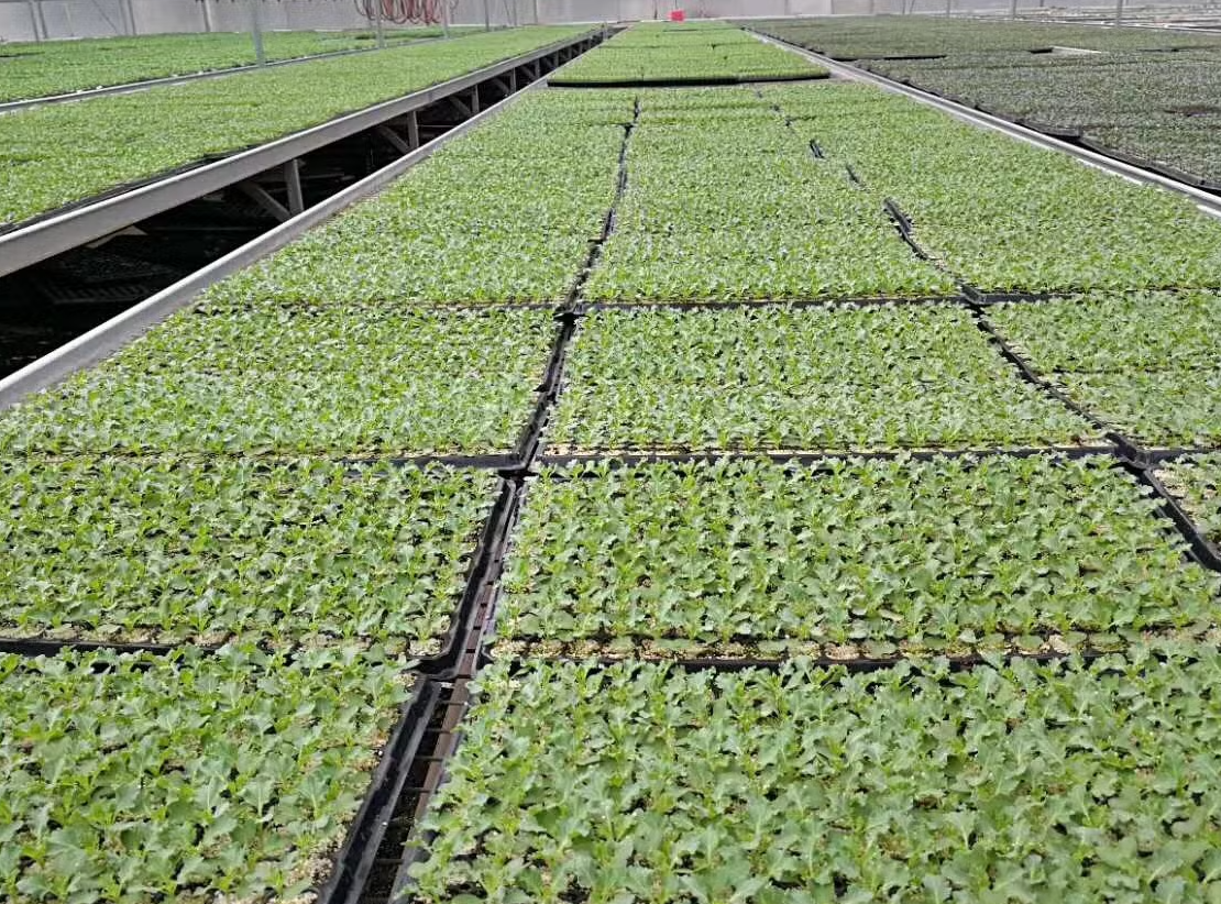 Logistics team preparing seedling shipments for delivery